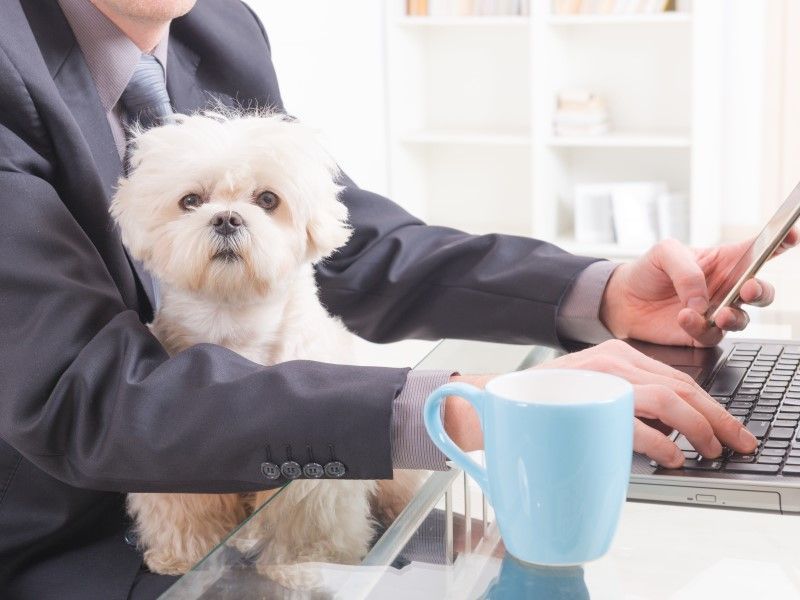 41% of Pet Owners Willing to Take a Pay Cut to Work in a Pet-Friendly Environment: Survey - Vetster