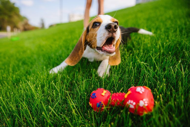 4 Tips for Last-Minute Puppy Toy Gifts - Vetster