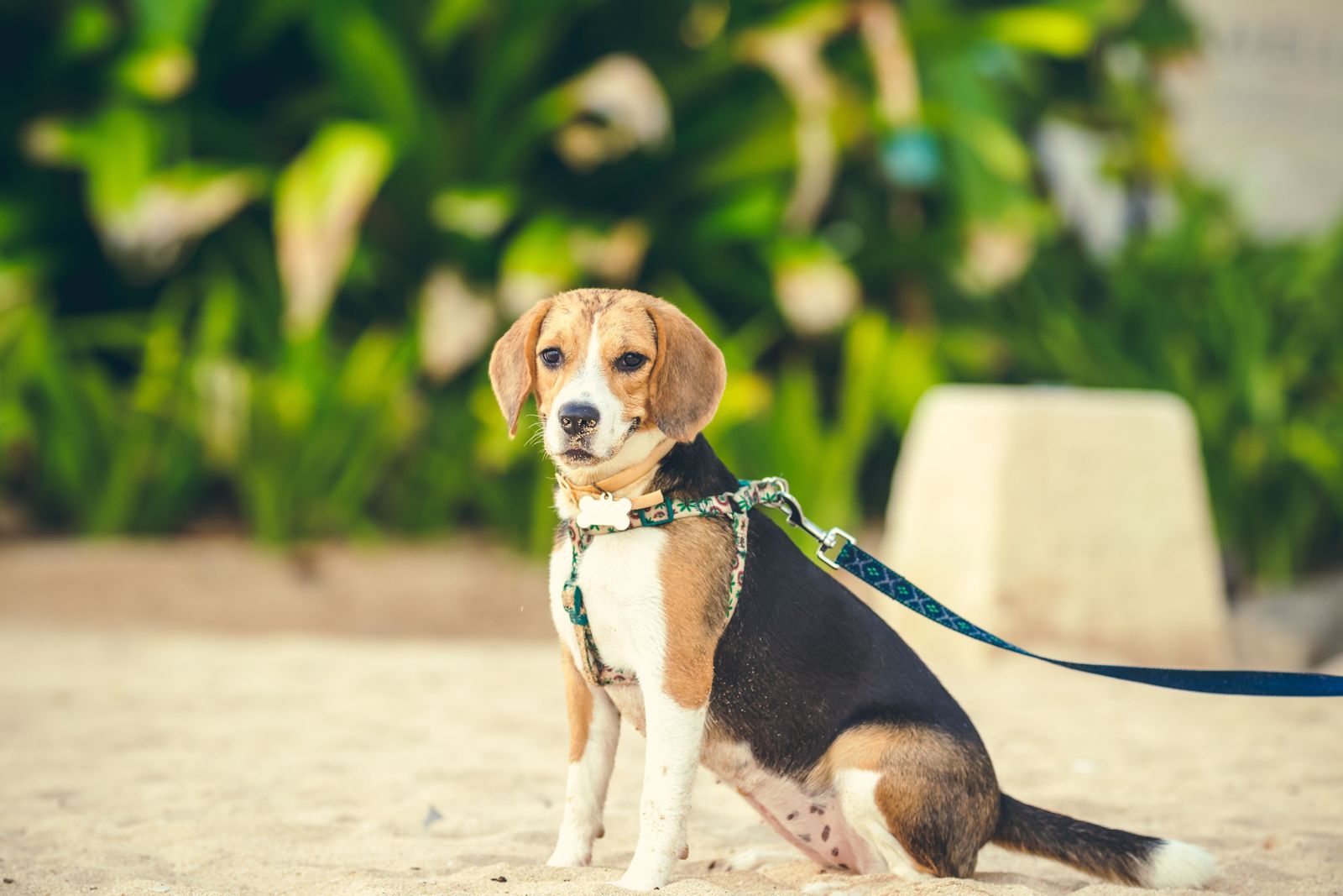 Ensuring your pet's comfort and safety while traveling - Vetster