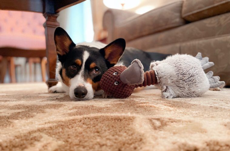 How To Calm Anxious Pets When Entertaining - Vetster