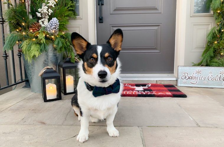 How Safe Are These Holiday Foods For Pets? - Vetster