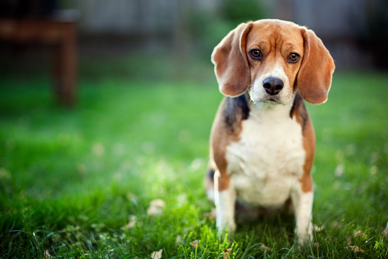 Managing dog diarrhea: Causes, symptoms, and treatments - a beagle sitting in a grassy yard