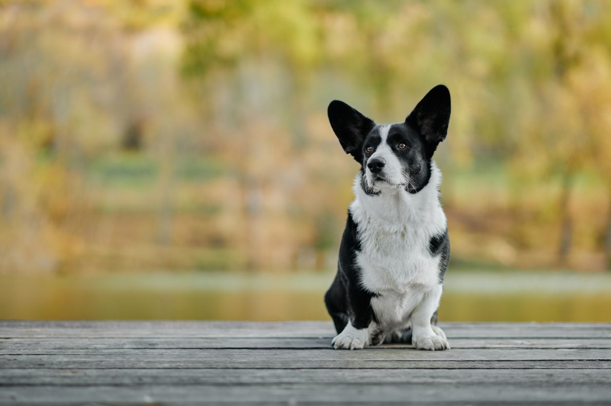 Vestibular disease treatment options for your dog - Cardigan welsh corgi is sitting outside in autumn