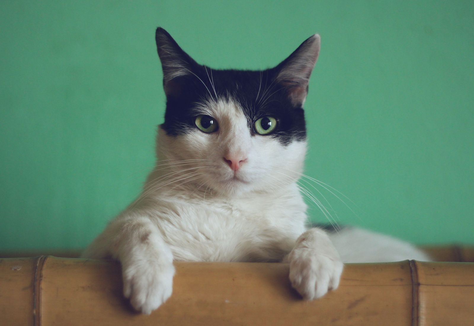 How do house cats get diseases when they live indoors? - Black and White Cat sitting on the edge of a table