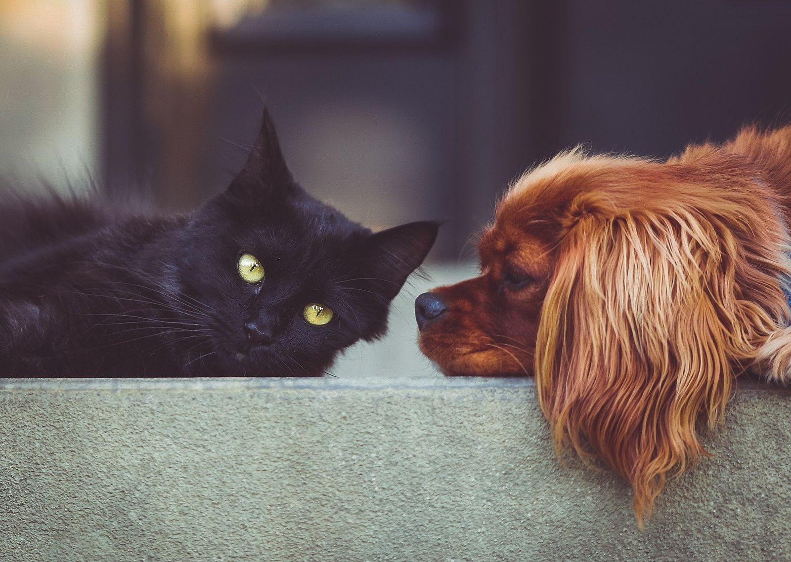 Introducing a new pet to your home - Vetster