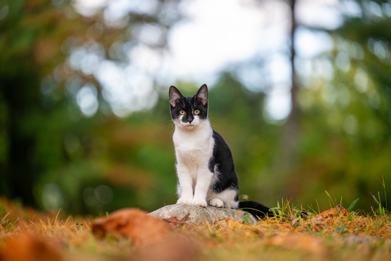 How to diagnose and treat heart disease in cats - A photo of a cute black and white cat sitting on a rock 