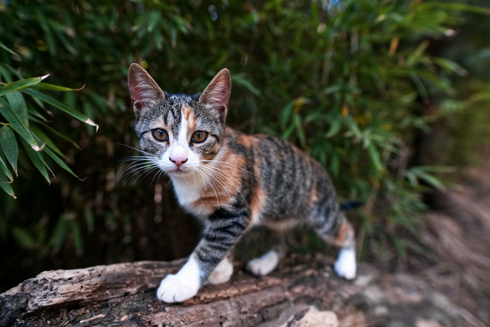 How to prevent ticks and tick bites on cats - Calico cat outdoors