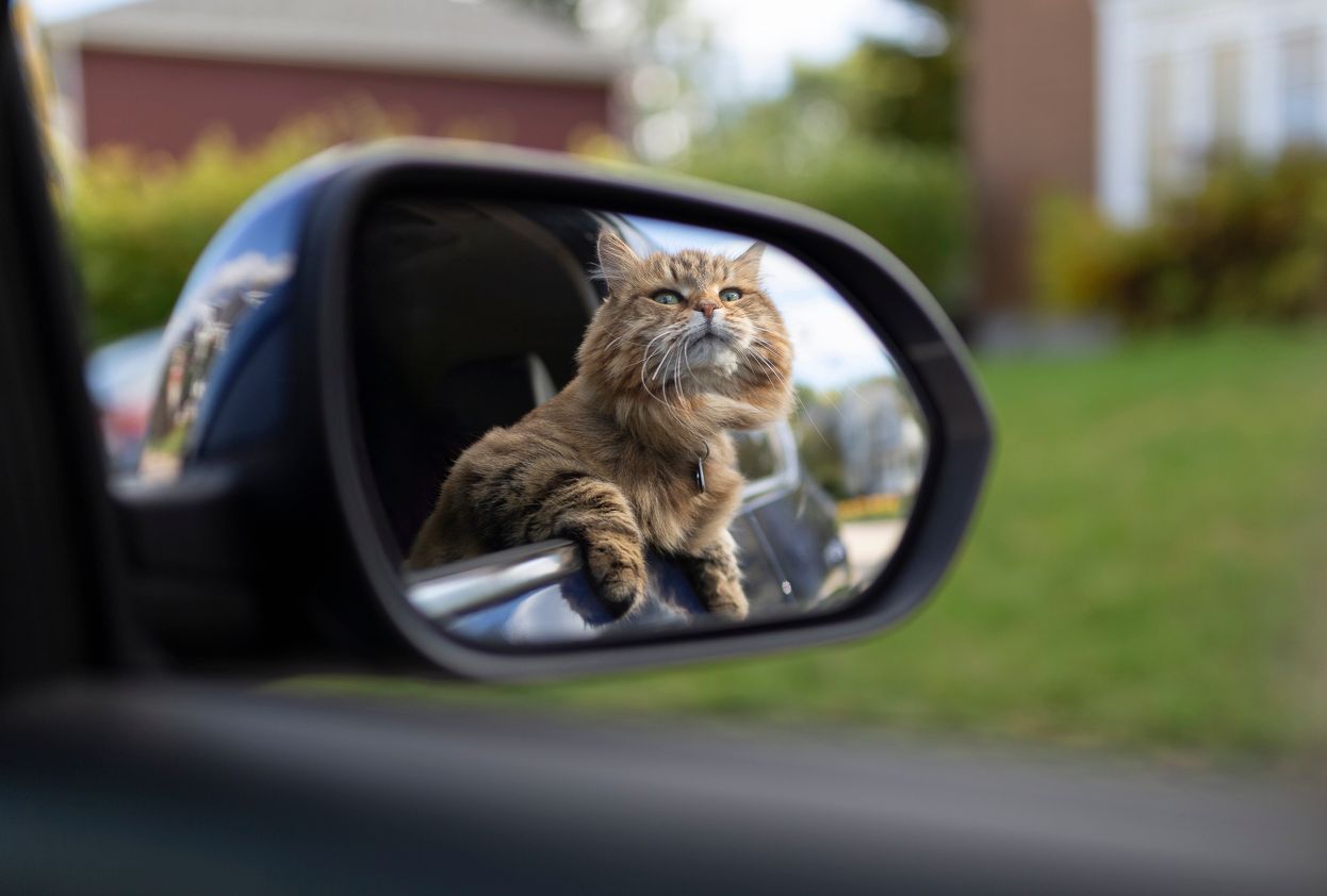 A cat looks out of a car's window, seen through it's sideview mirror