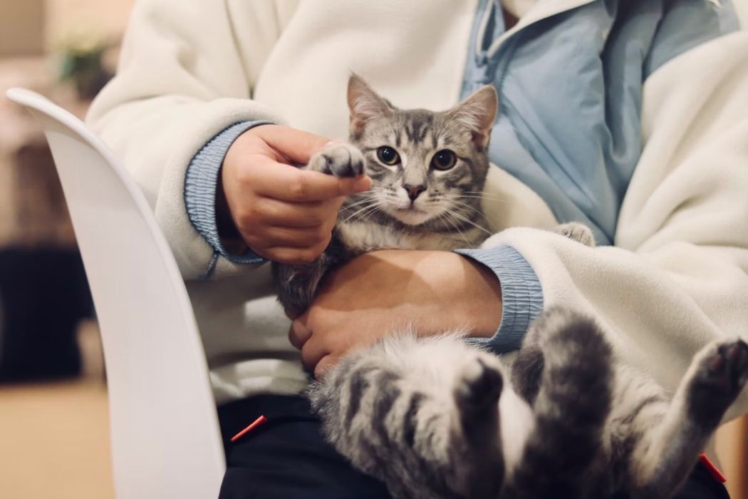 Vetster raises $30 Million in Series B, Partners with Investor Pet Meds - Vetster
