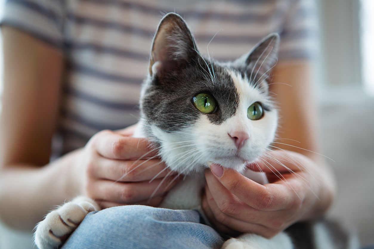 How to check your cat for ticks - a cat on someone's lap being pet