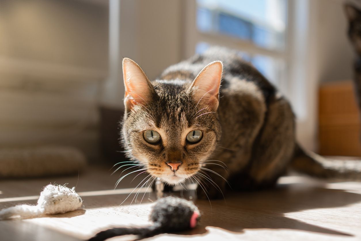 How to prevent an upset stomach and vomiting in cats - a cat crouched on the floor playing