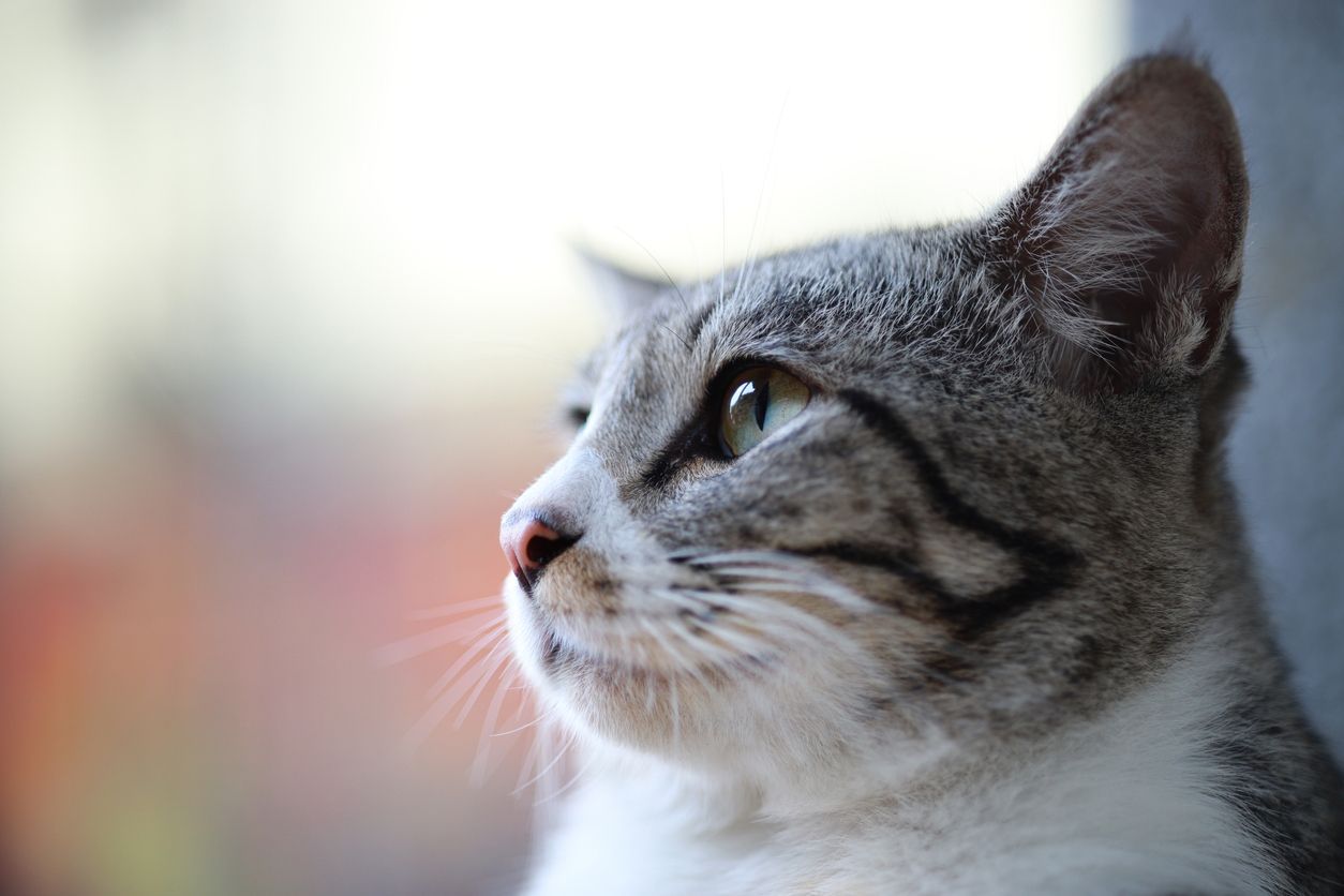 How to detect, react to, and treat seizures in cats - A close-up portrait of a cat against an indistinct background