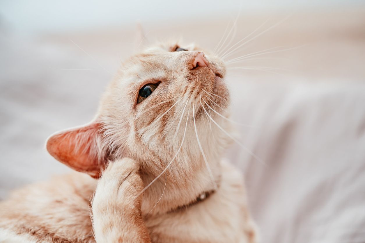 What to do if your cat has an ear mite infestation - cat itching their ear