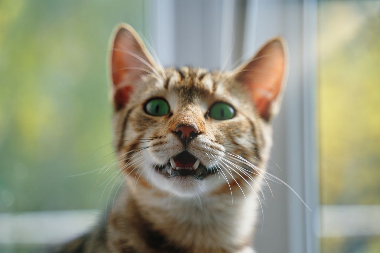 What should I do if my cat has a broken tooth? - A close up of a cat's face with the focus on their slightly open mouth and teeth