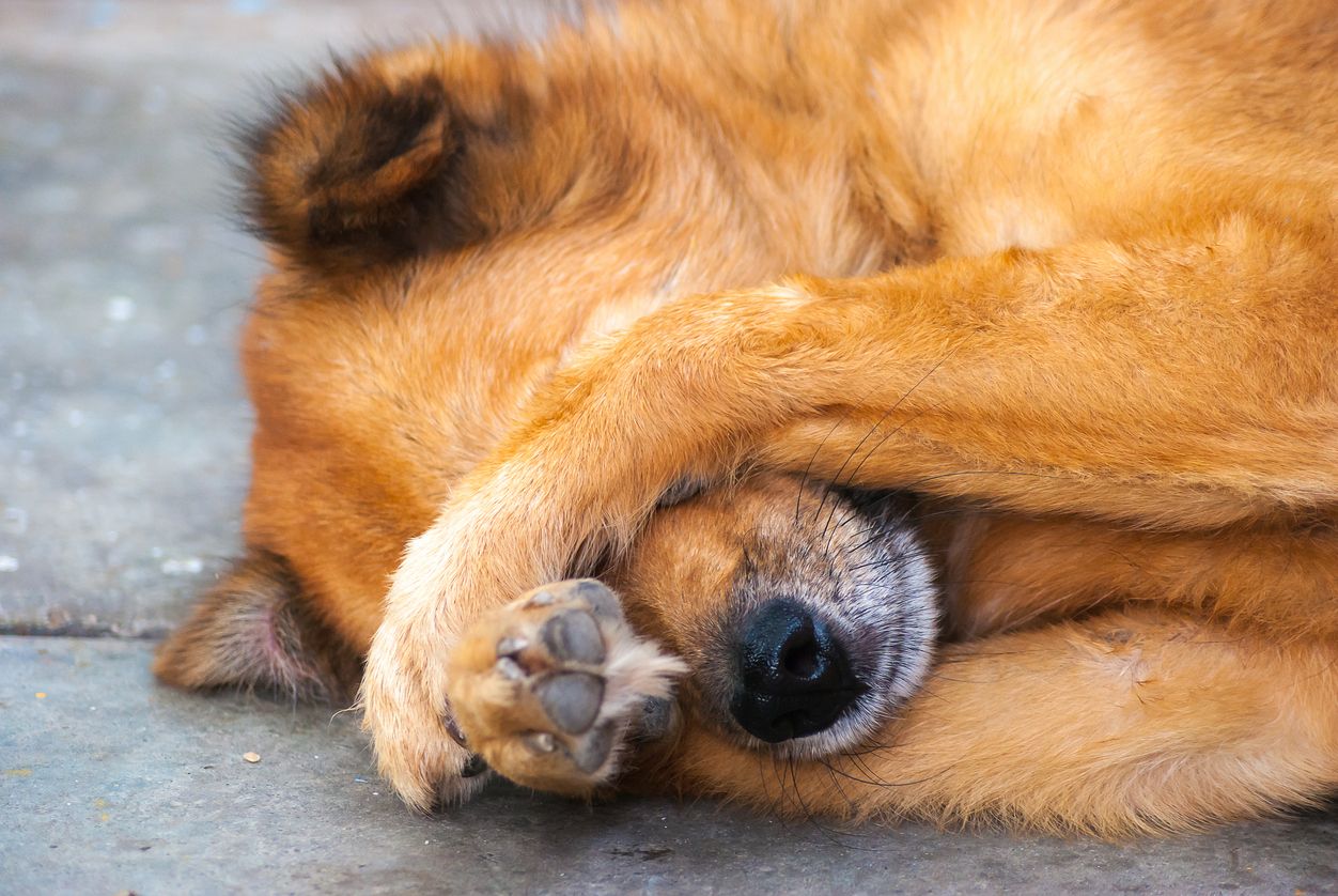 A dog covers its eyes outside on pavement