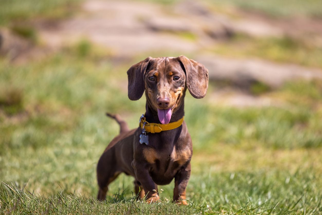 Treatment of intervertebral disc disease in dogs - A picture of a little Dachshund standing in the grass