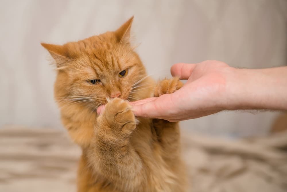 6 Diabetic Cat Treats That Vets Love - Vetster