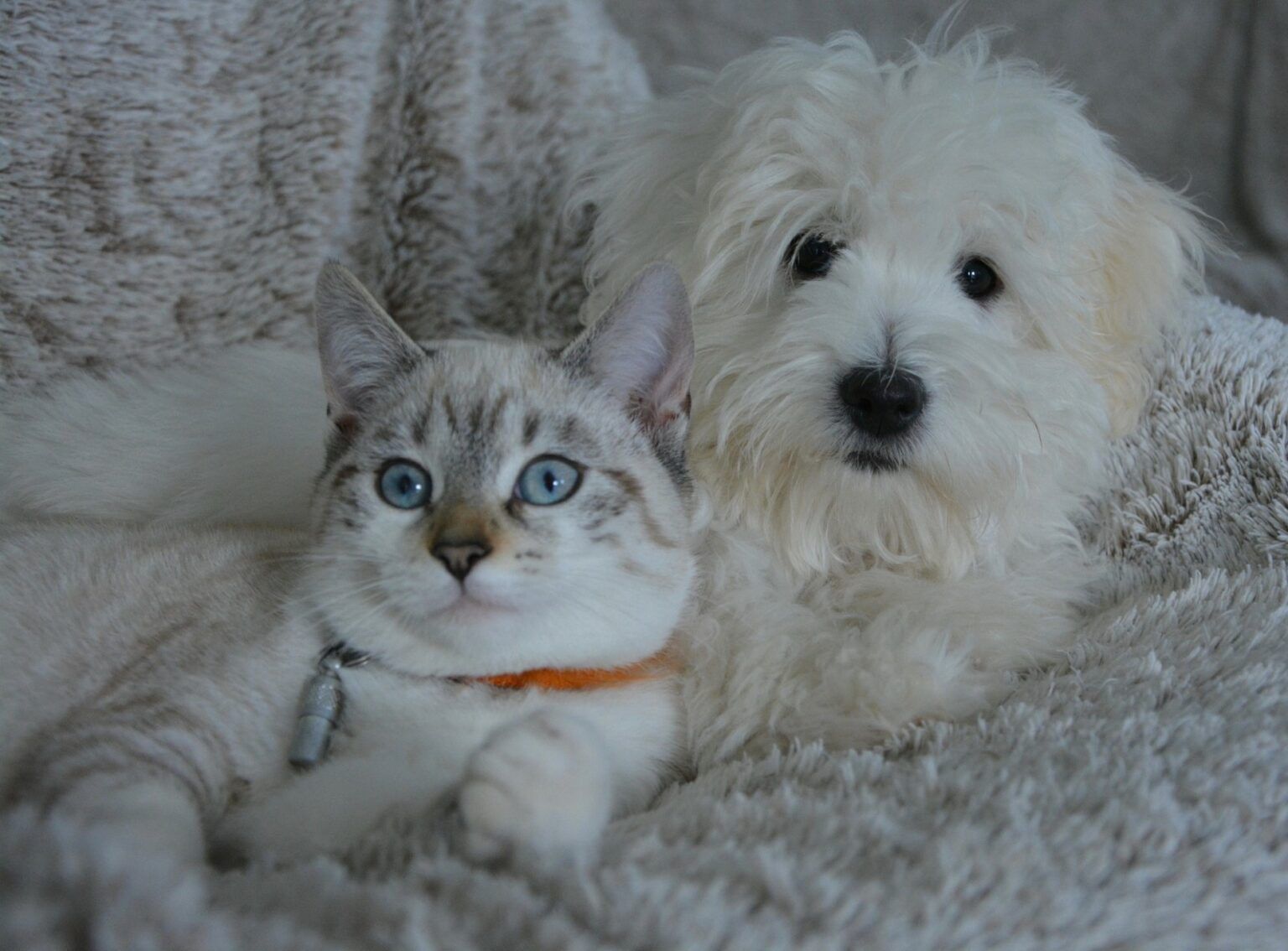 5 New Year’s Resolutions That Every Pet Owner Should Make - Vetster