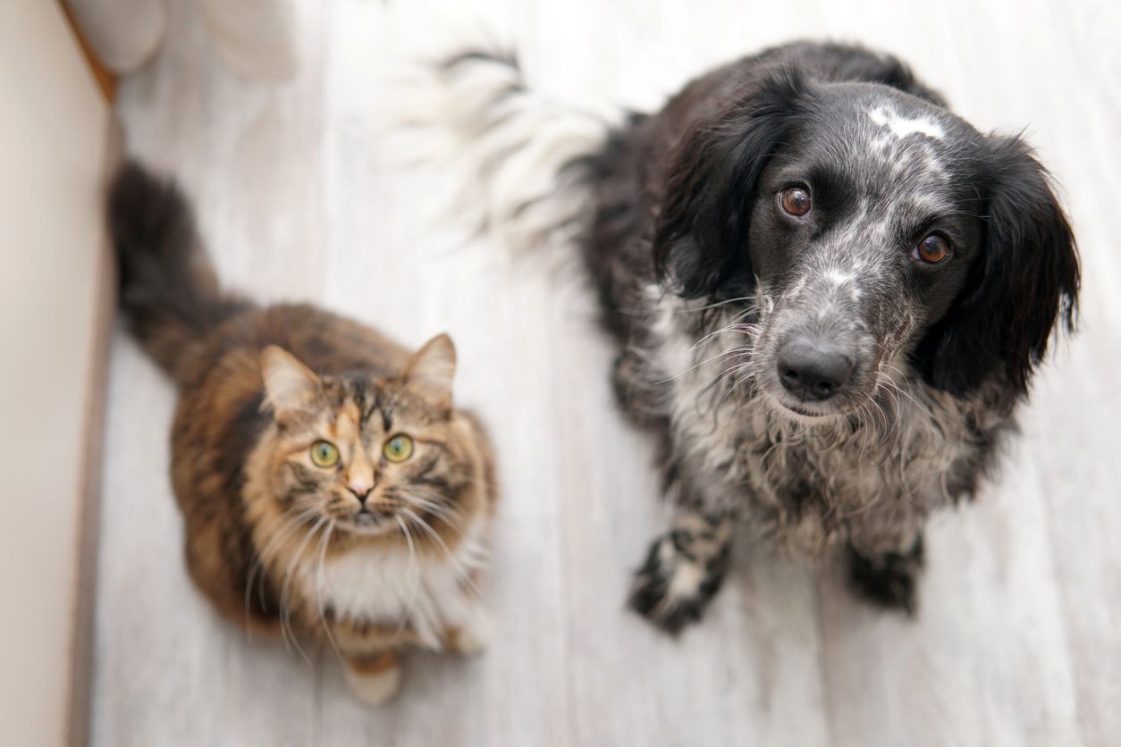 Household items that are neurotoxic to dogs and cats - A picture of a dog and cat sitting inside and looking up at the camera with wide eyes