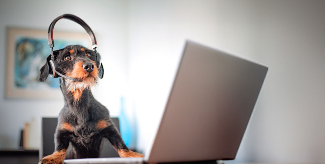 Dog and headphones on video-call