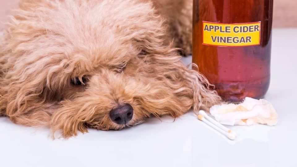 Is Apple Cider Vinegar Safe For Dogs? - Vetster