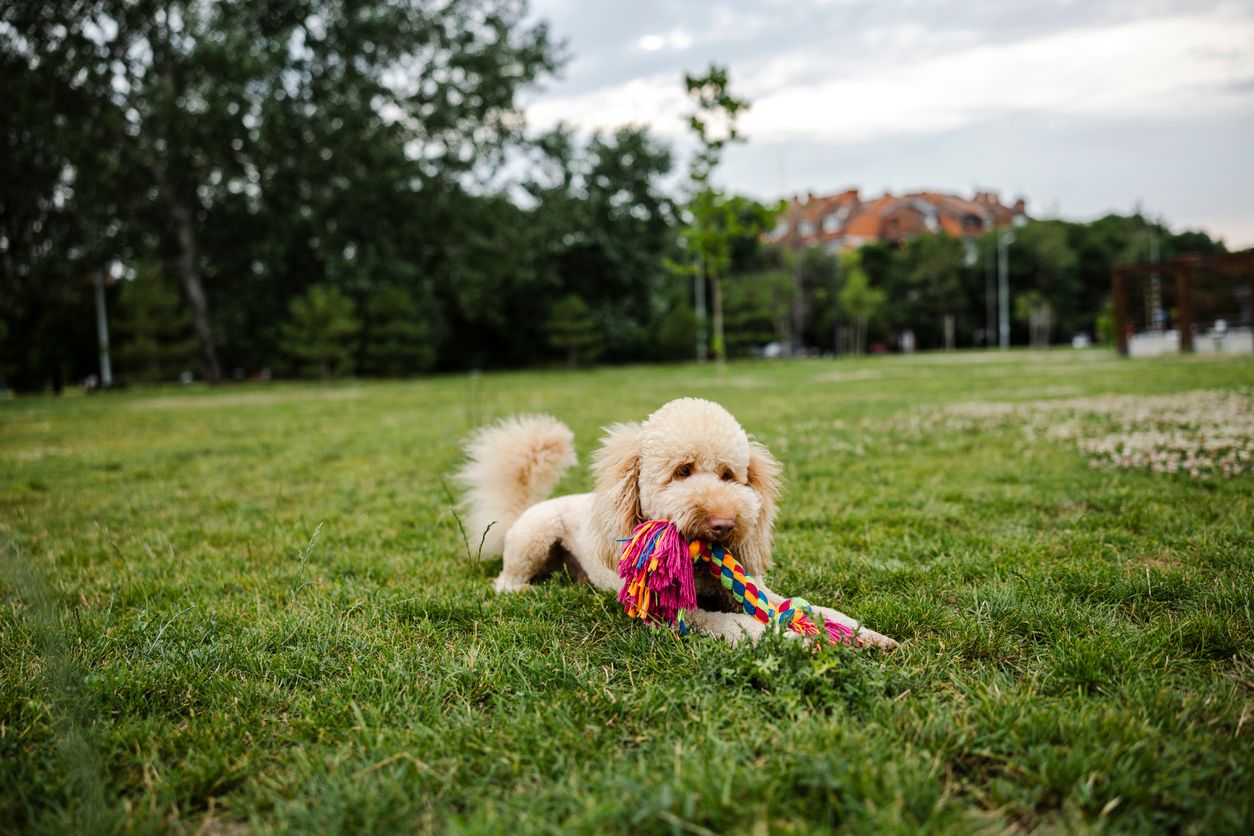 A dog chewing a chew toy in a field