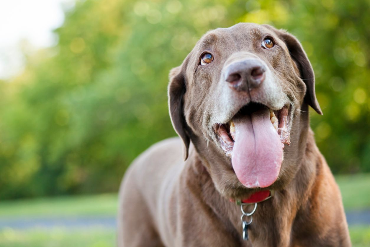  How do I know if my dog has an oral tumor? - A chocolate lab standing outdoors with their mouth open, panting