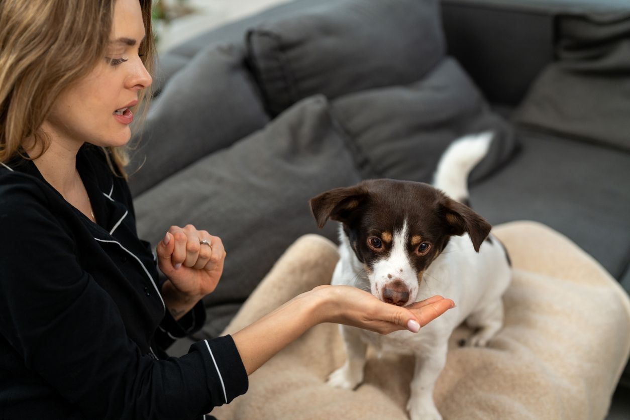 A dog eats a pill from its owner's hand