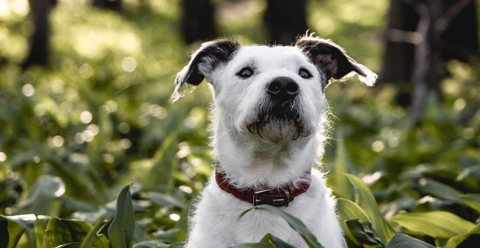 What to do if your pet has ticks - Vetster
