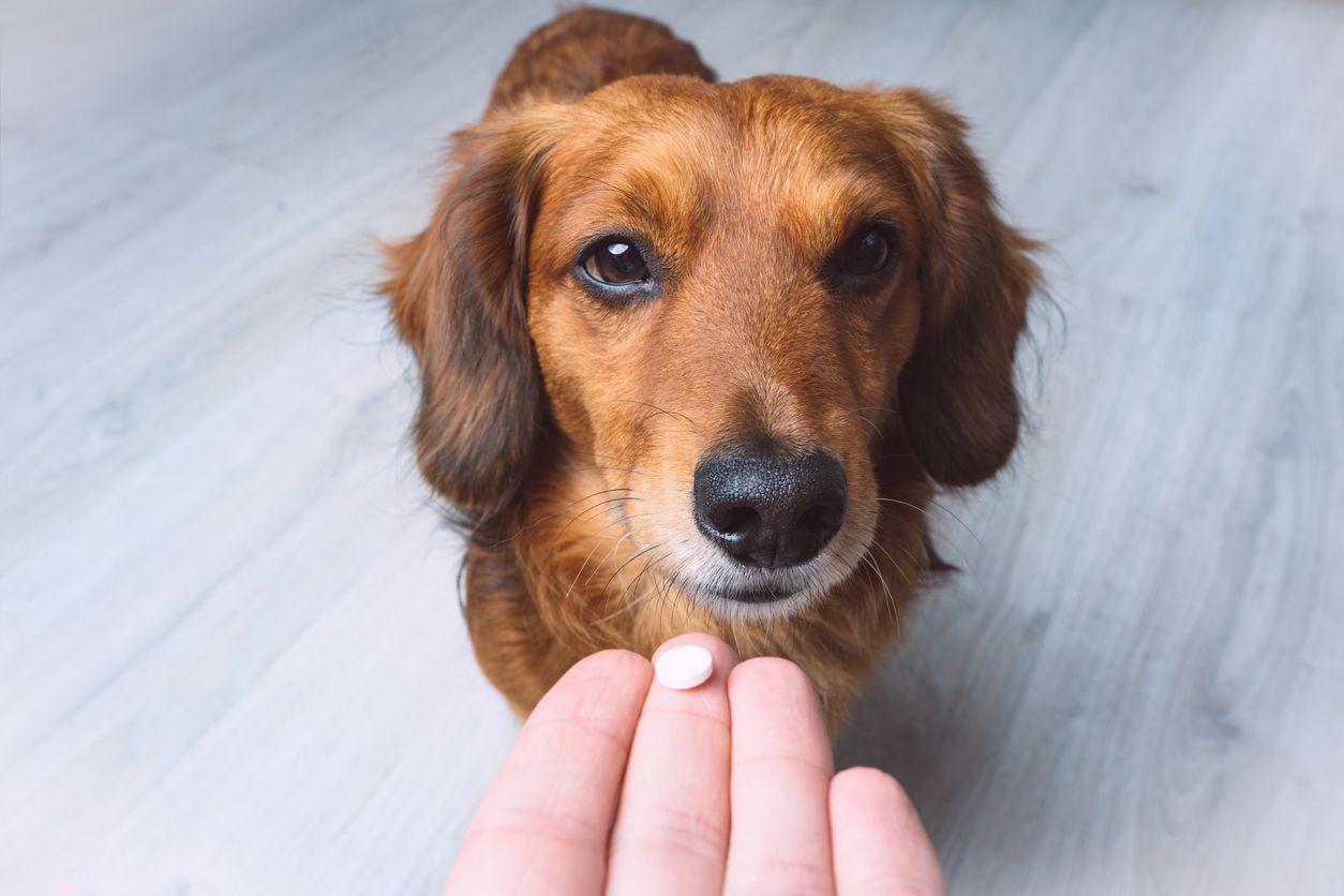 Can my dog’s medication cause an upset stomach? - Sitting dog receiving medication