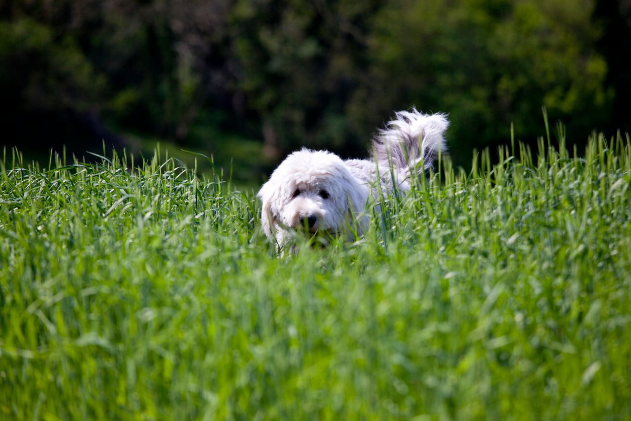 Can I treat my dog for worms without going to the vet? - Picture of a small white dog walking through a field of tall grass