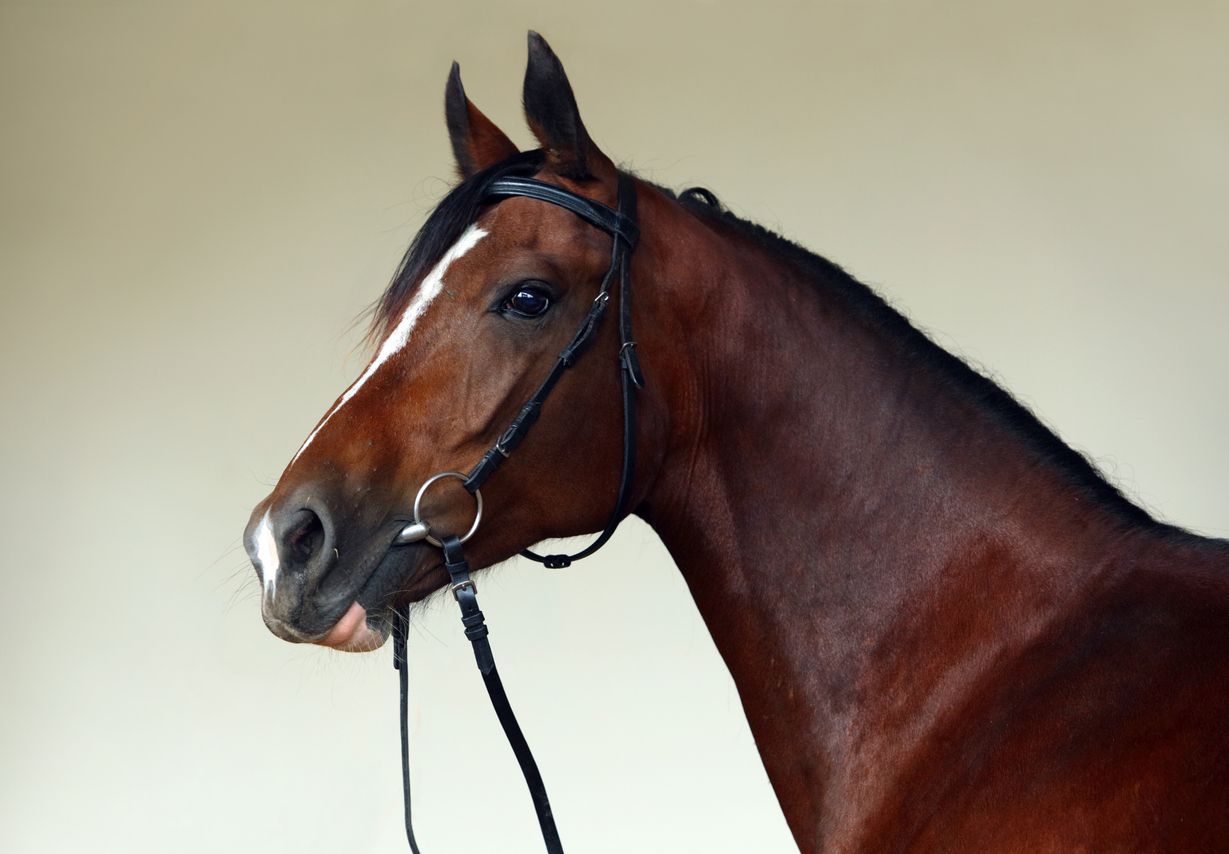 What to do if your horse has an eye infection - A picture of a dressage horse looking at the camera