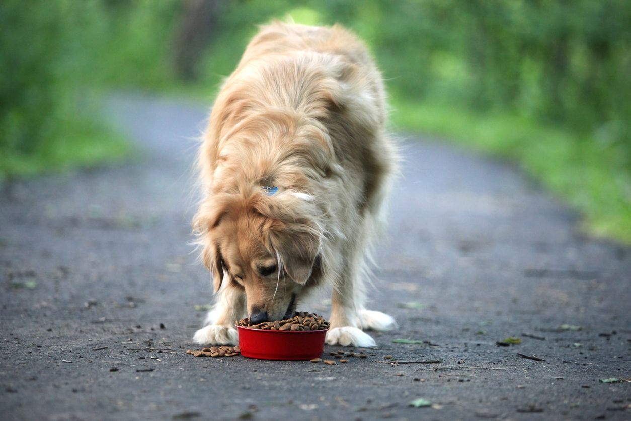 How to treat and prevent zinc deficiency in dogs - A golden retriever eating outside on a forest trail