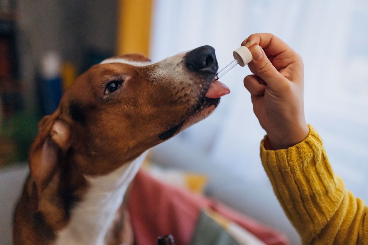 A dog eats essential oils
