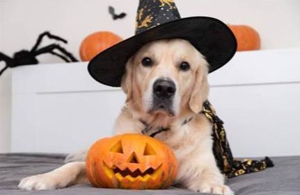 Five Ways To Have A Safe Halloween With Your Pet - Five ways to have a safe Halloween with your pet