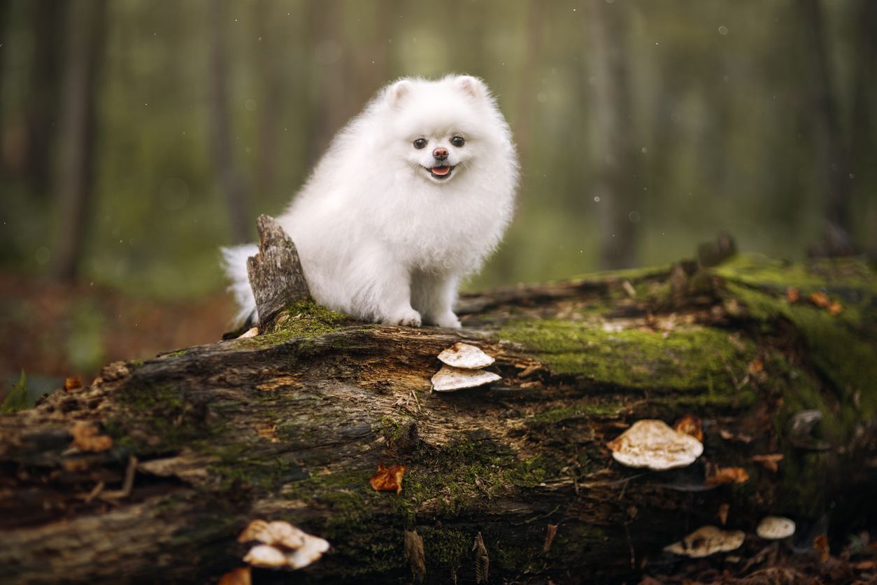 Cryptococcosis in dogs: How to prevent and treat this fungal infection - A pomeranian spitz in a garden