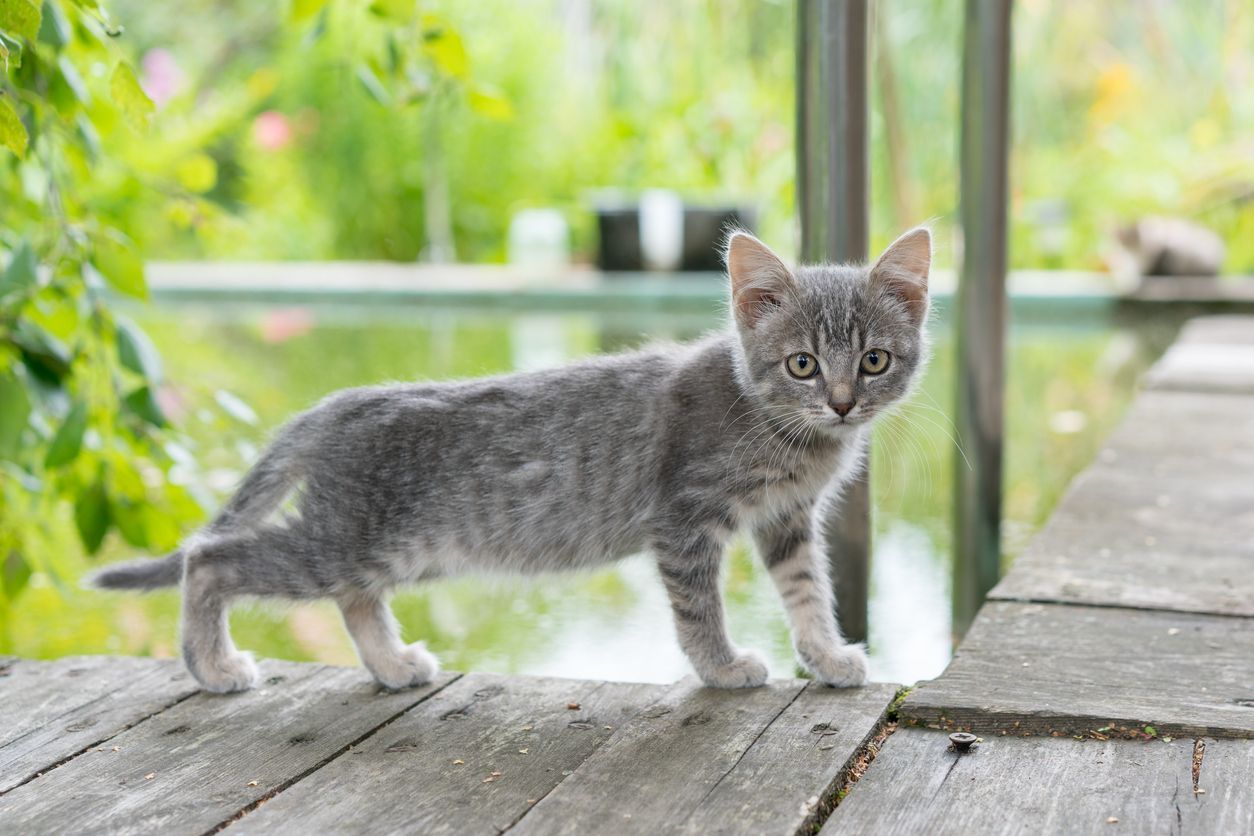 Signs and treatment of urinary tract infections in kittens - Gray kitten goes along the edge of a wooden board against the background of a garden pond