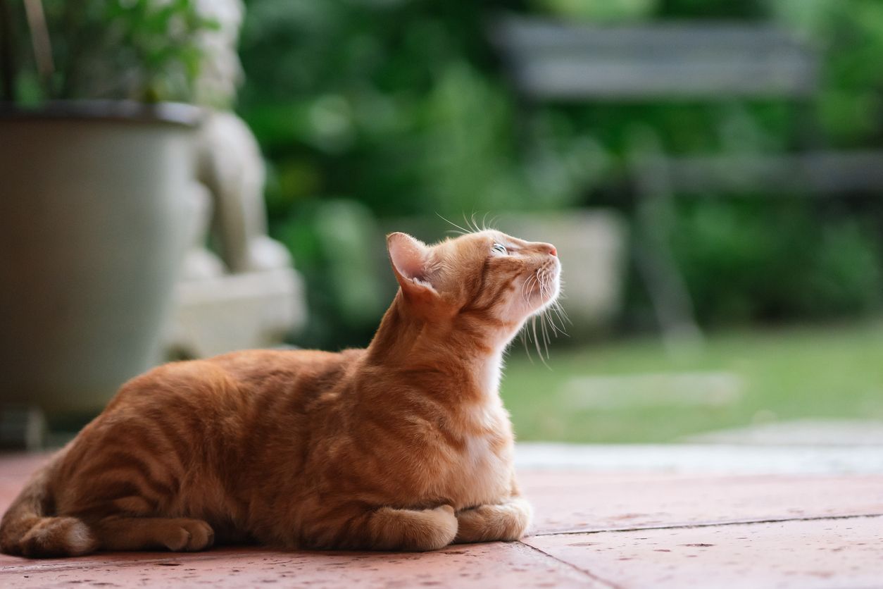 How to treat an irregular heartbeat in cats - An orange tabby lying in a garden