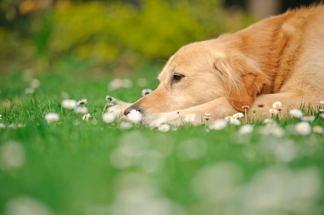 Causes and treatment for fainting in older dogs - A golden lab lies in a field of daisies 