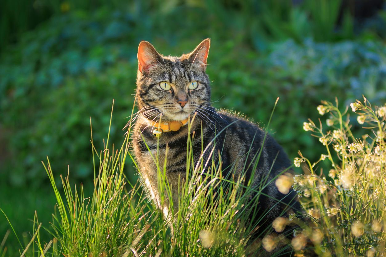 Treatment options for feline hyperesthesia syndrome - A picture of a young tabby playing in long grass