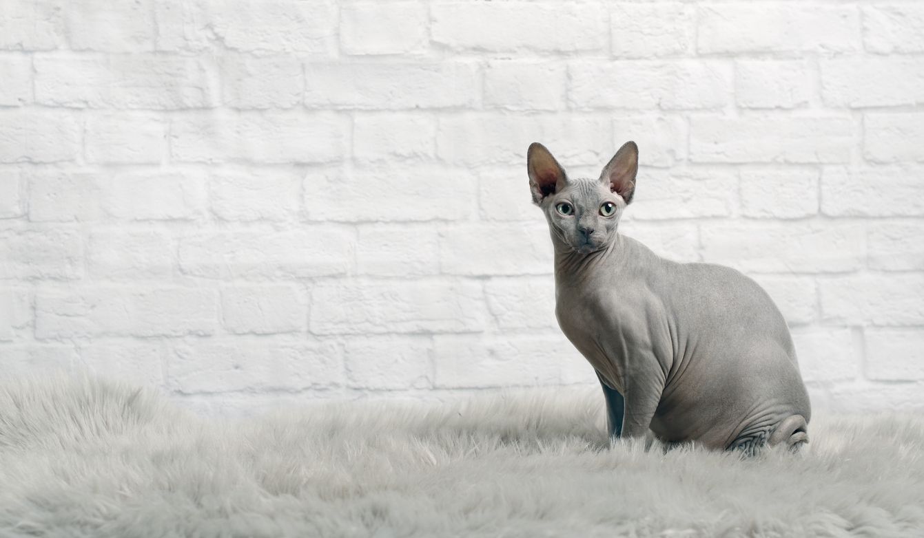 How to prevent and treat yeast skin infections in cats - A grey sphynx cat sits before a brick wall, looking towards the camera