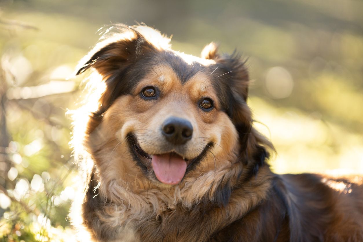 Is heartworm prevention in dogs necessary? - A picture of a smiling dog lying in the sun outside