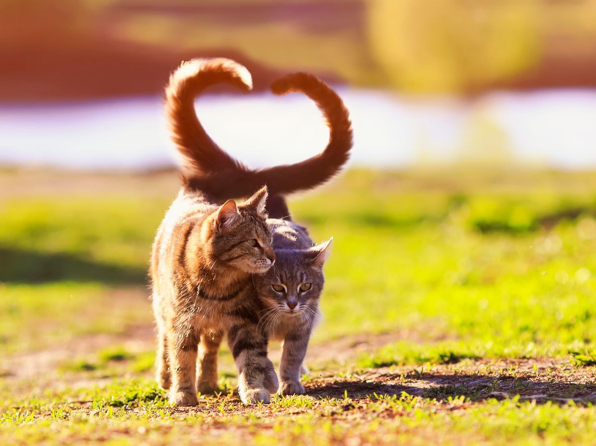 Cat breeds with a genetic predisposition for heart disease - Picture of two cats walking, tails entwined to make a heart shape
