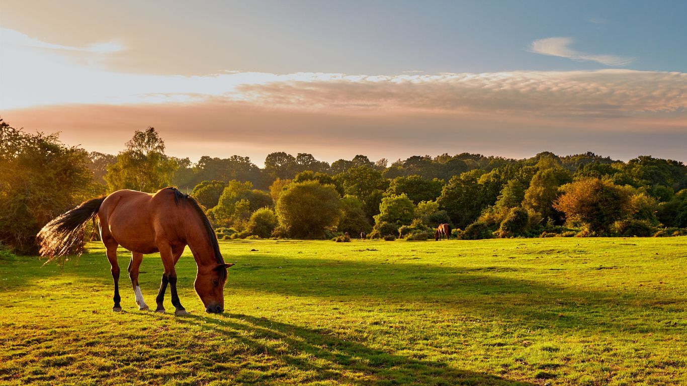 Heart disease in horses: Treatment and prevention - A picture of a horse eating grass at sunset