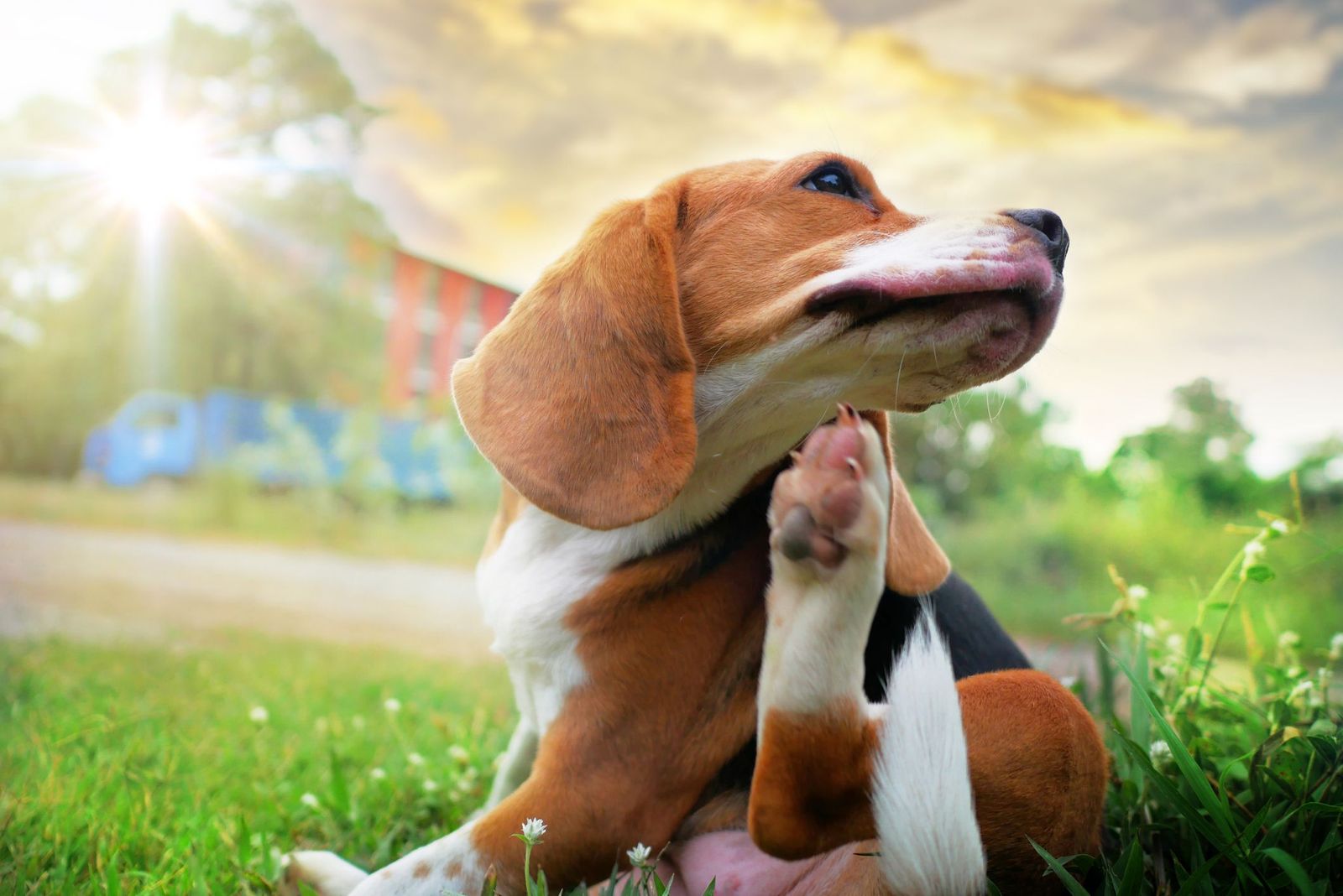 Top Tips: Keeping Our Pets Protected During A Heatwave - Vetster