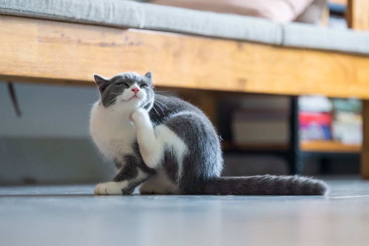 How do I know if my cat has a flea infestation? - a cat scratching at their chin