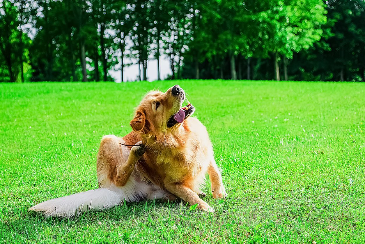 A  Labrador scratches its head outside