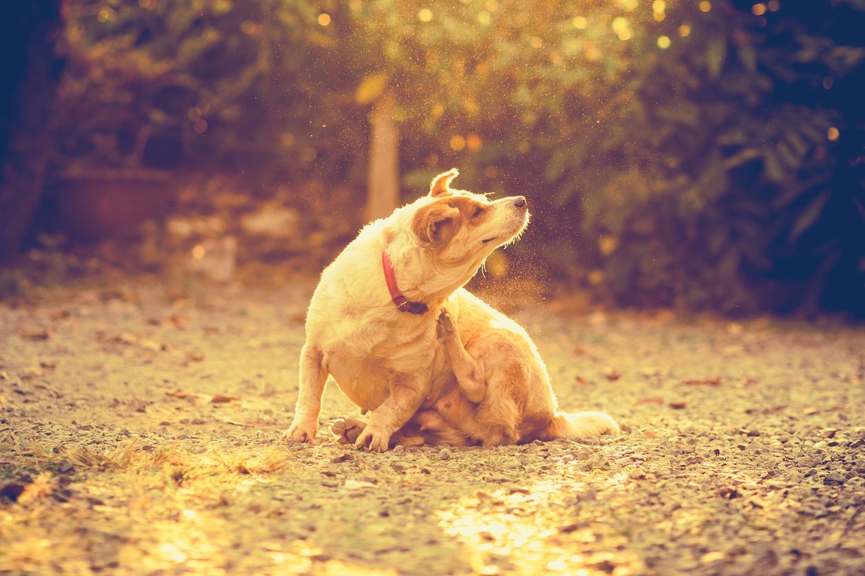 Zenrelia vs. Apoquel: Which allergy treatment is right for your dog? - A dog scratches itself in the sun