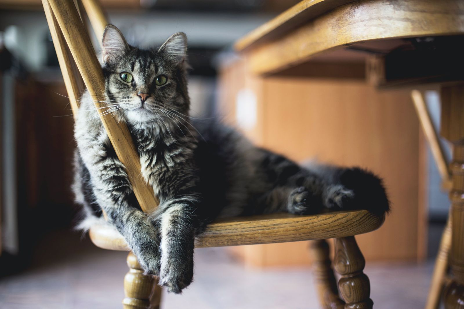 The value of veterinary advice when navigating pet nutrition trends - Vetster