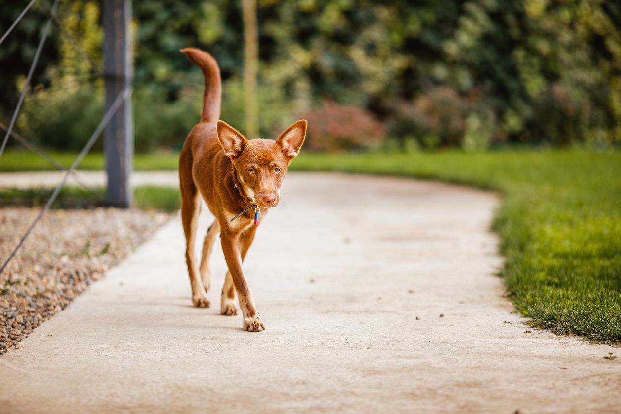 Why is my dog shaking? - Australian Kelpie puppy outside in the yard